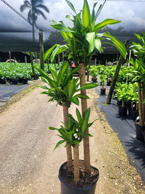 Dracaena Corn Plant