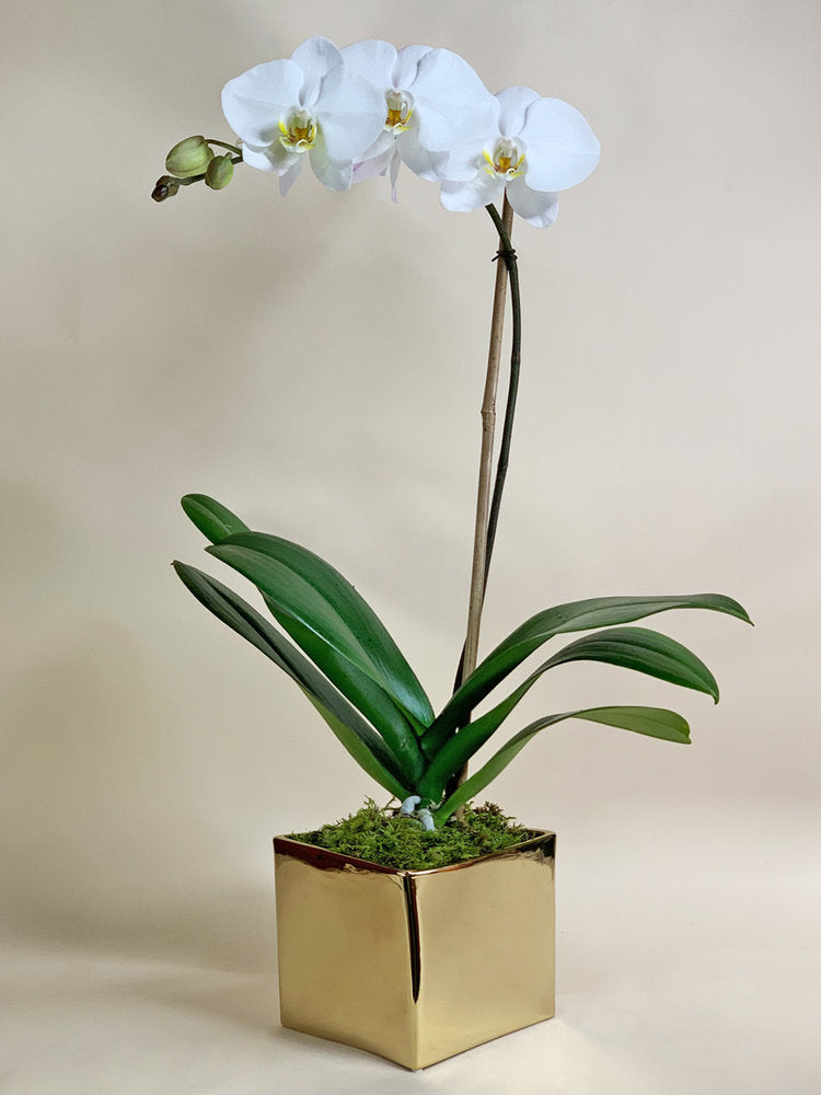 White Single, Double Orchid with Glass/ White/ Black pot