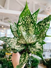 Aglaonema Spring Snow