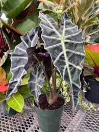 Alocasia Polly