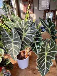 Alocasia Polly