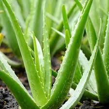 Aloe vera