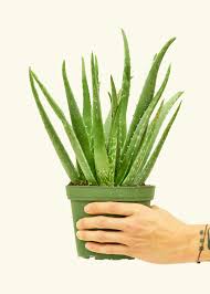 Aloe vera