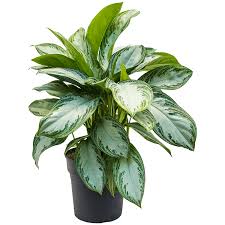 Aglaonema Silver Bay