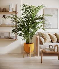 indoor living room areca palm Areca Palm – Fragrance Plants and Flowers
