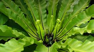 Bird Nest Fern