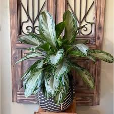 Aglaonema Silver Bay