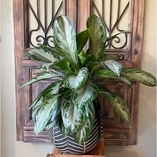 aglaonema silver splash Aglaonema Silver Bay – Fragrance Plants and Flowers