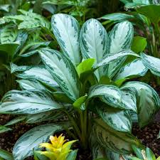 Aglaonema Silver Bay