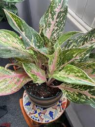 Aglaonema Speckled Sarah