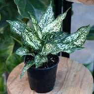 aglaonema spring snow flower Aglaonema Spring Snow – Fragrance Plants and Flowers