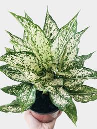 Aglaonema Spring Snow