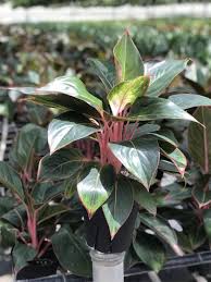 Aglaonema Sapphire Suzanne