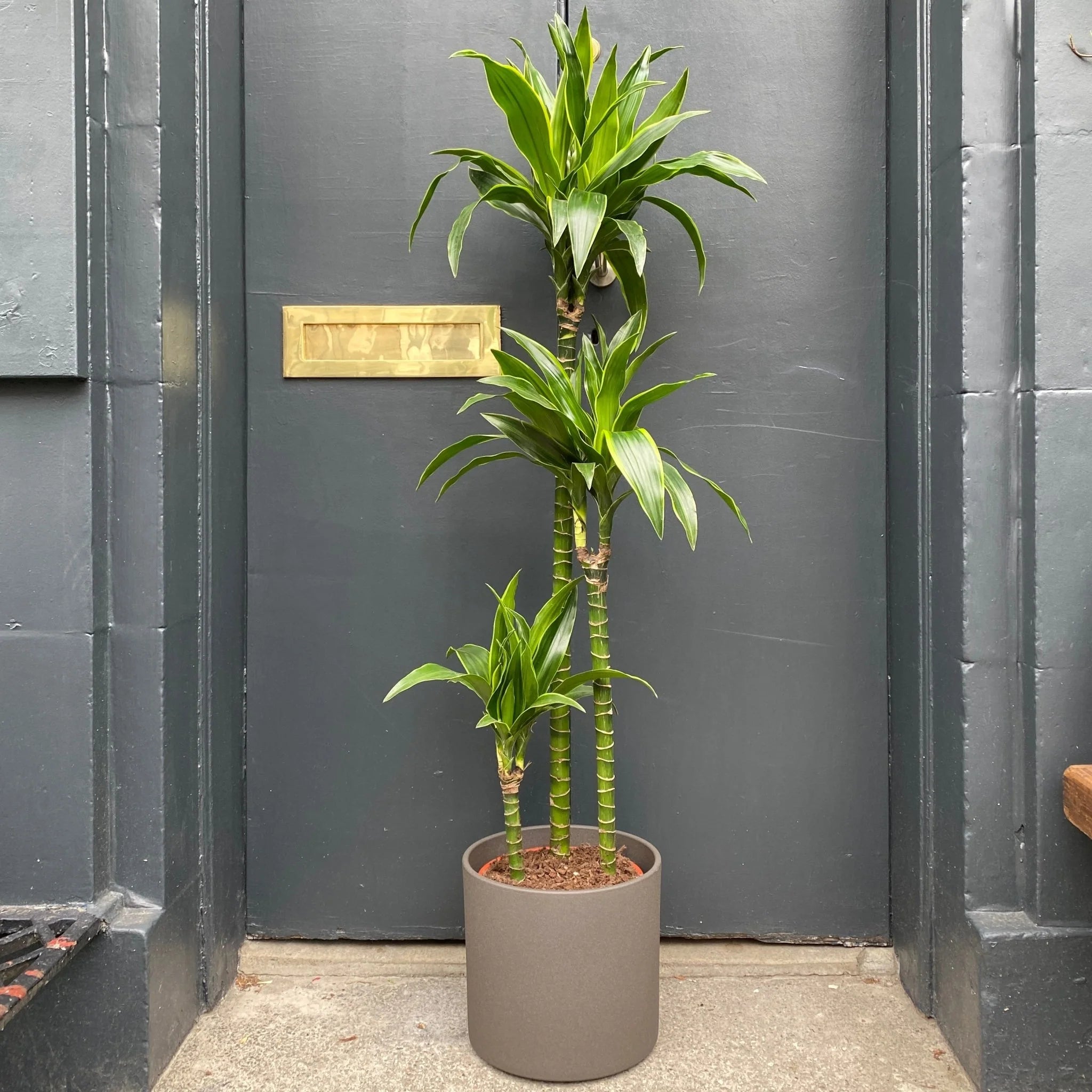 dracaena misting Dracaena Art – Fragrance Plants and Flowers