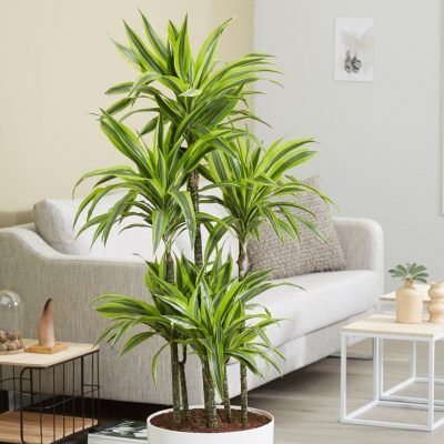 Lemon Lime Dracaena