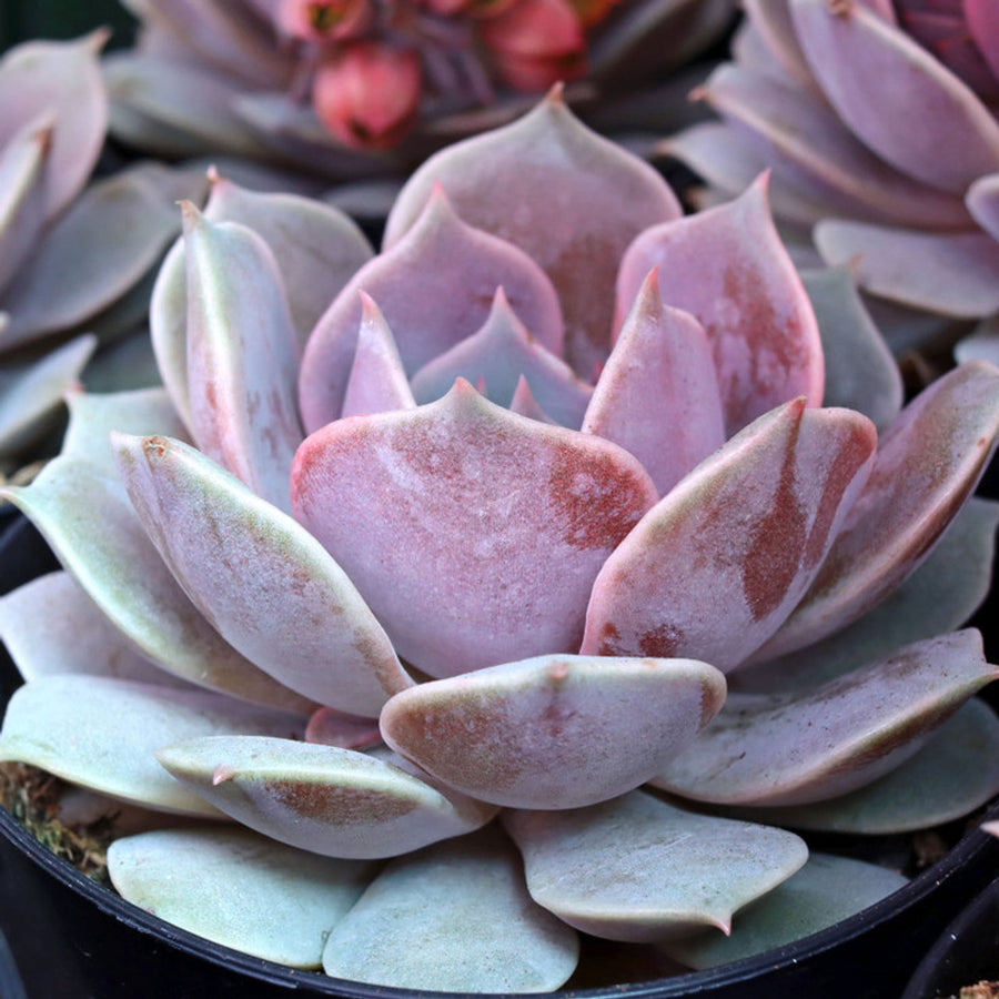 real pink succulent plants Pink Echeveria – Fragrance Plants and Flowers