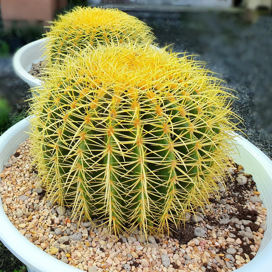 Golden Barrel Cactus – Fragrance Plants and Flowers