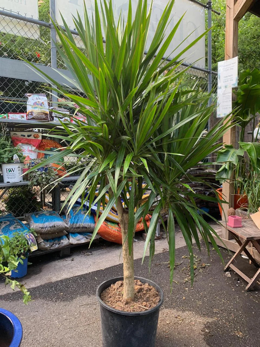 dracaena tarzan tree form Dracaena Tarzan – Fragrance Plants and Flowers