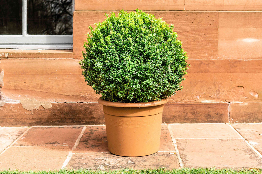 Round Boxwood