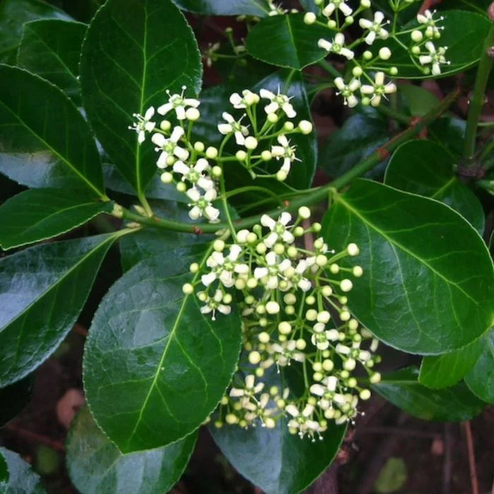 Manhattan Euonymus Trellis