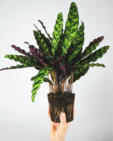 Calatheas rattlesnake