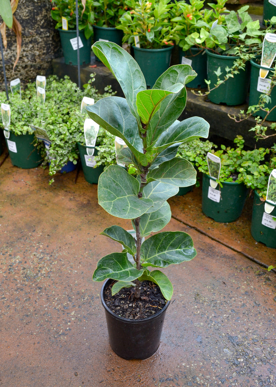 Fiddle Leaf Fig