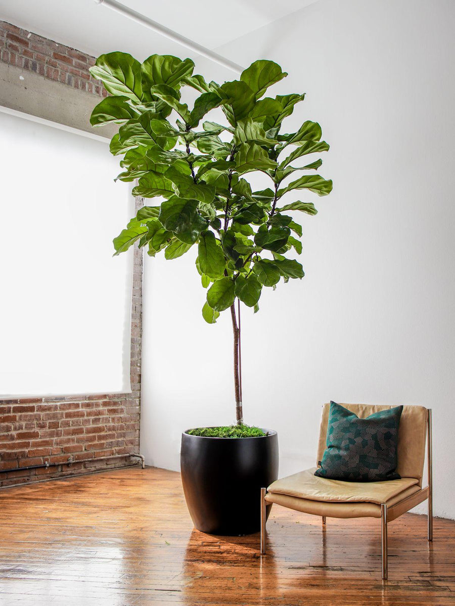 Fiddle Leaf Fig