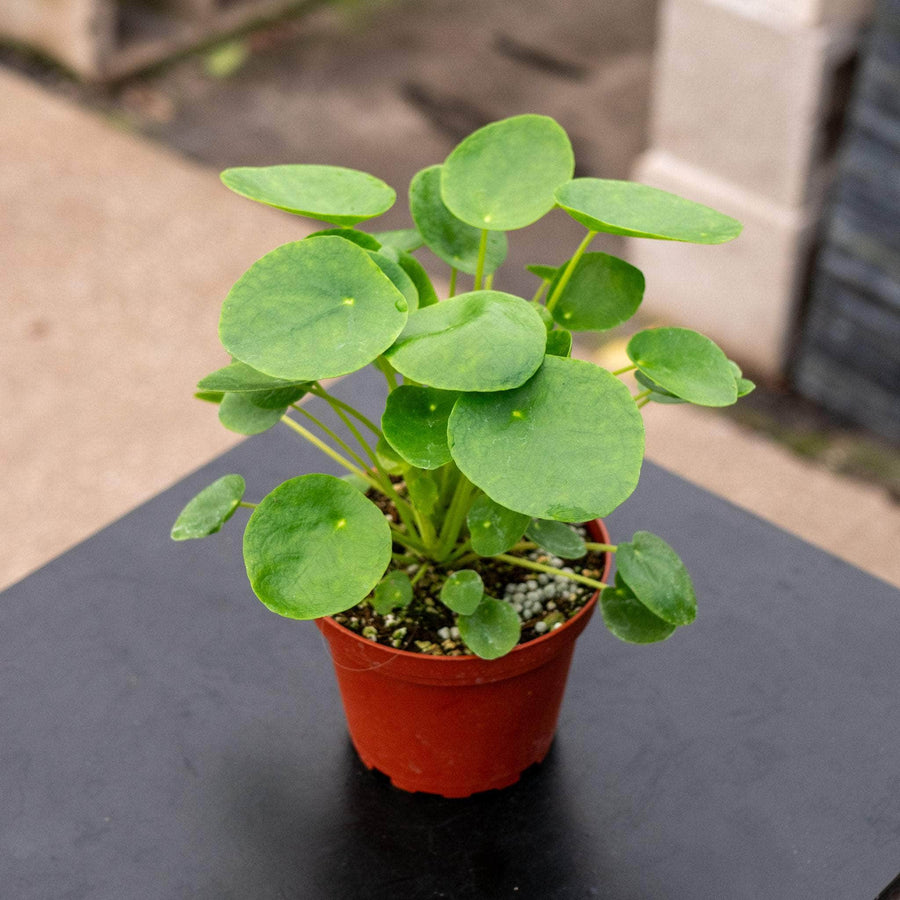 pilea