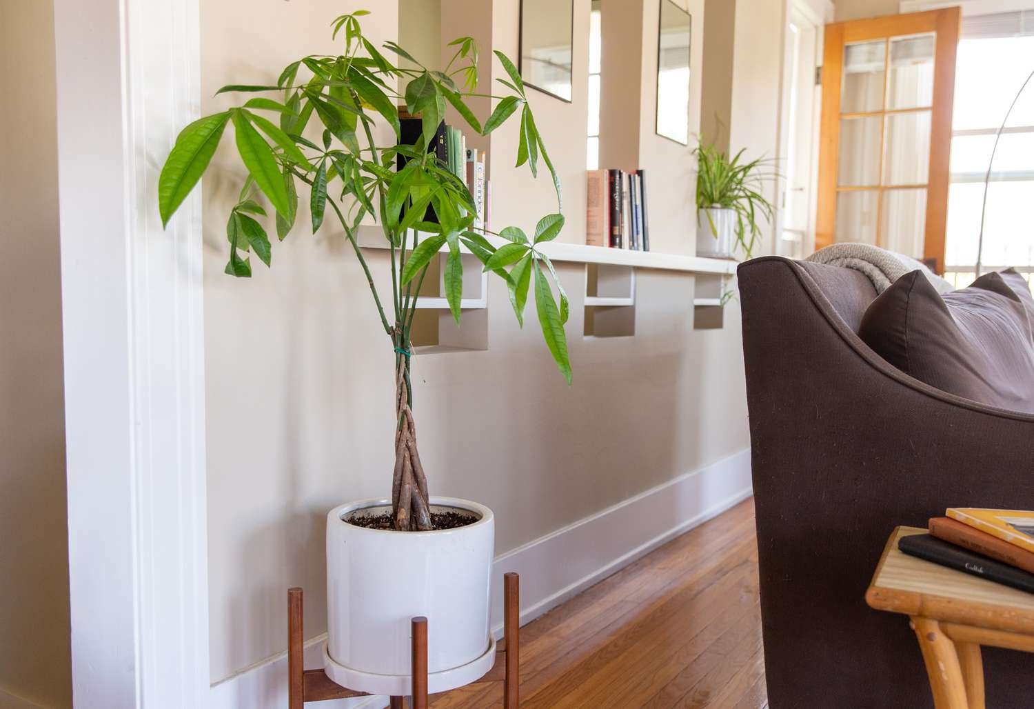floor money tree plant Money Tree – Fragrance Plants and Flowers