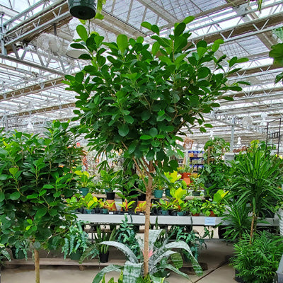 Ficus Daniella