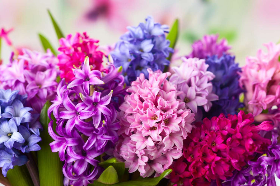 Hyacinths