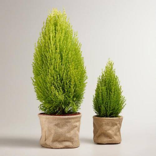 Lemon Cypress Trees