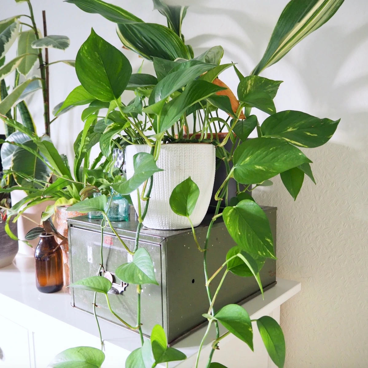 pothos foglie mosce Pothos – Fragrance Plants and Flowers