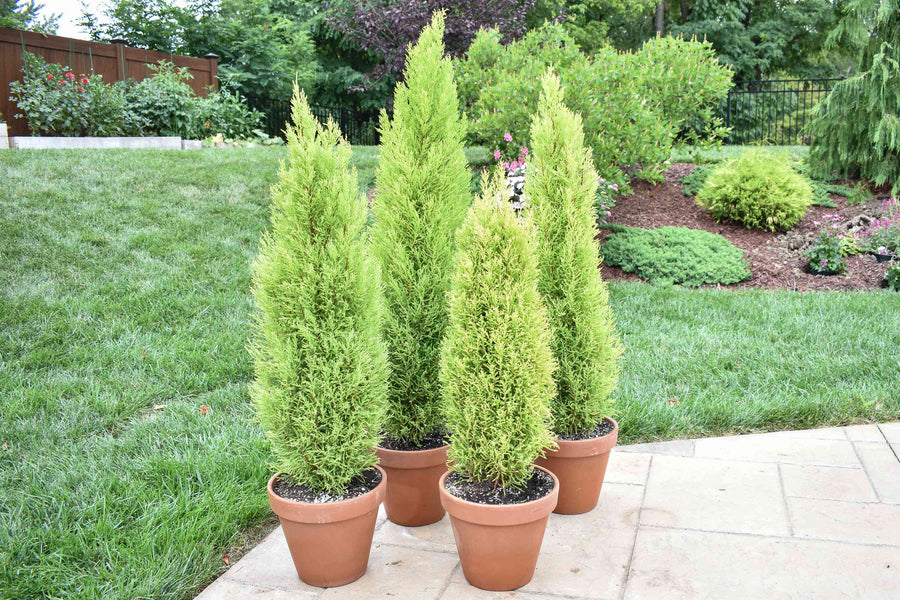 Lemon Cypress Trees