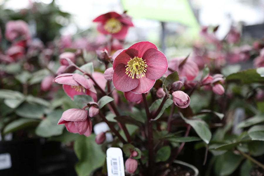 Helleborus