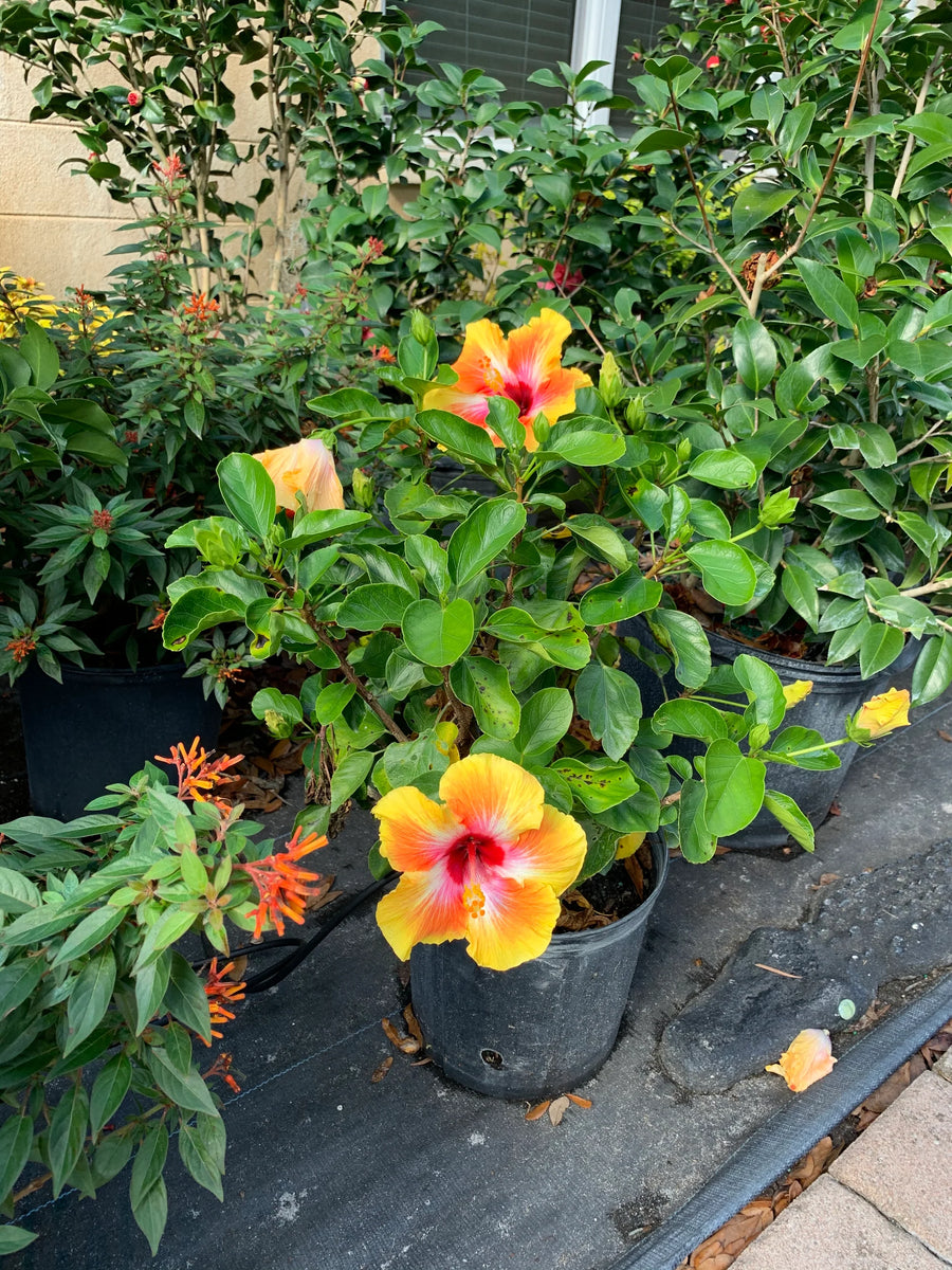 Hibiscus Bush