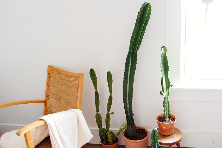 Euphorbia Ingens