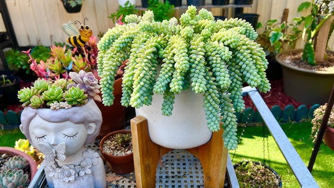 succulents donkey tail Donkey Tail Sedum – Fragrance Plants and Flowers