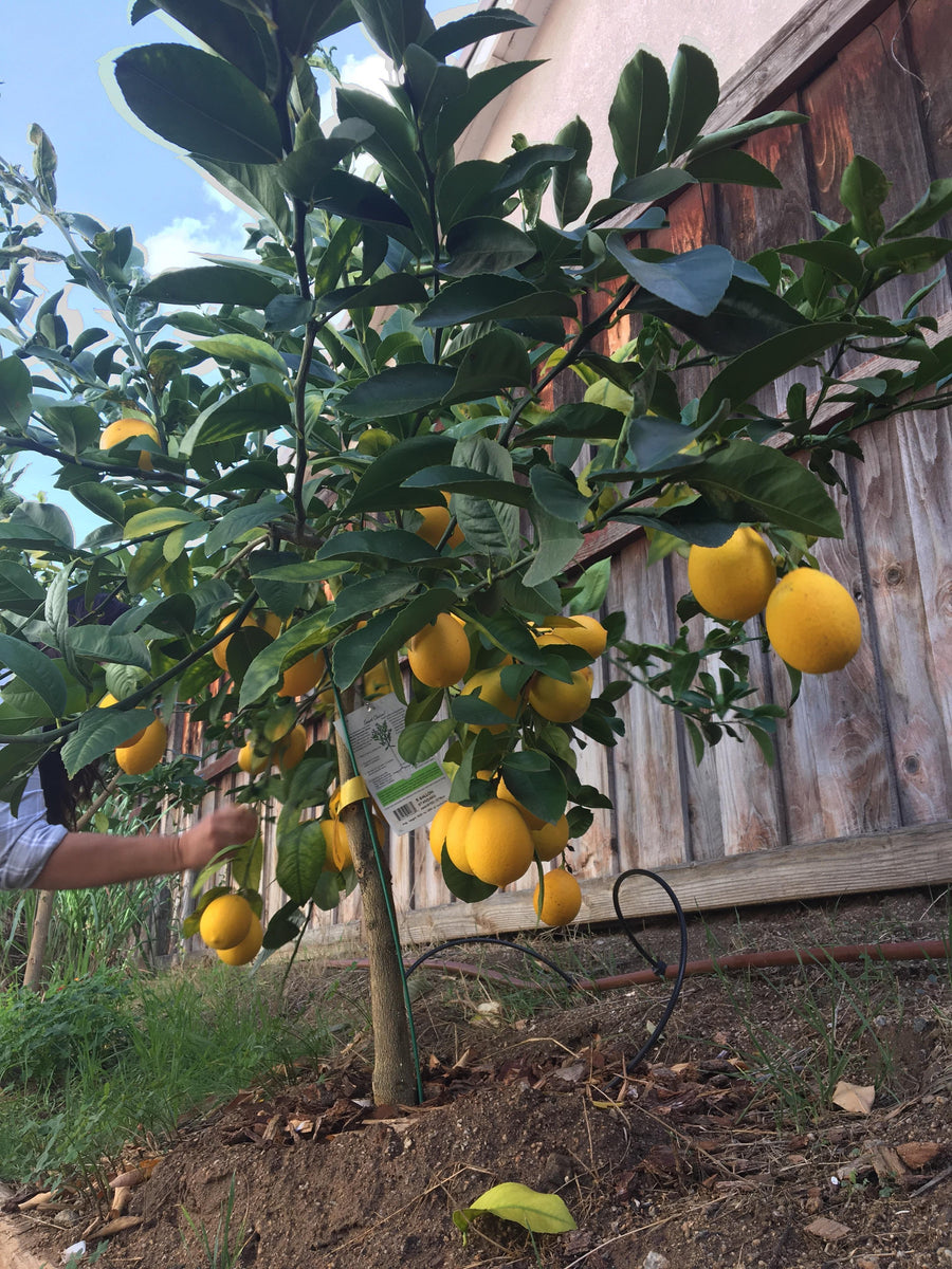 Meyer Lemon Tree