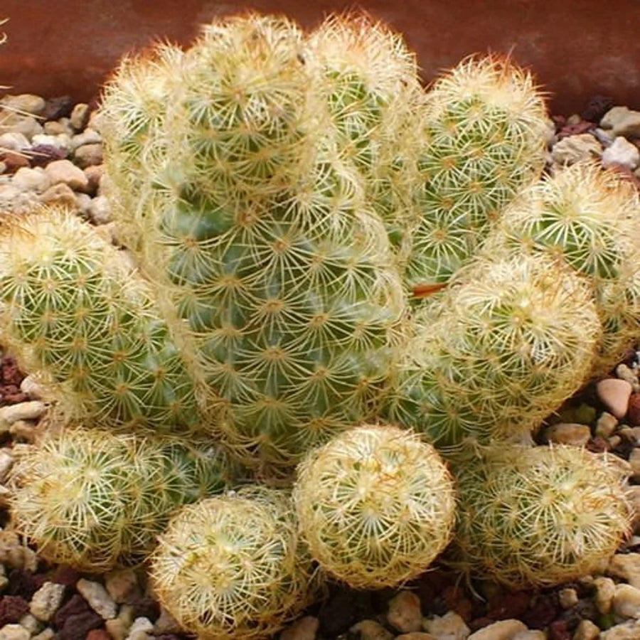 Lady Finger Cactus