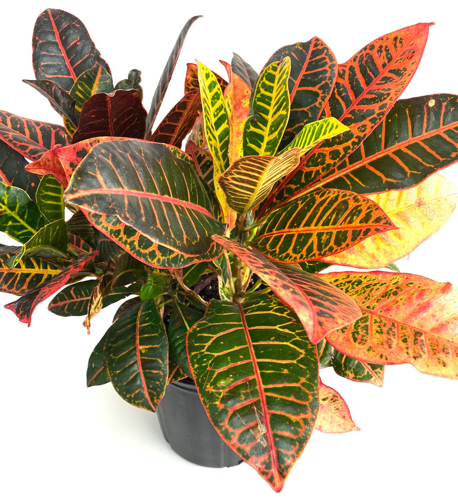 Croton