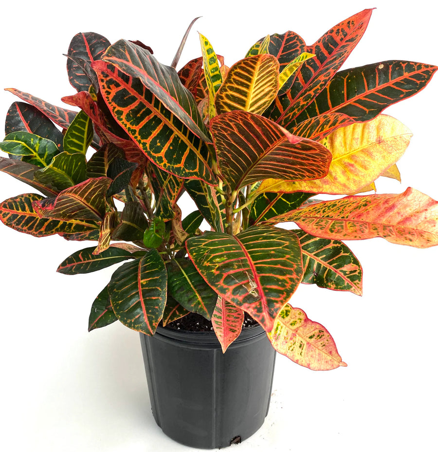 Croton