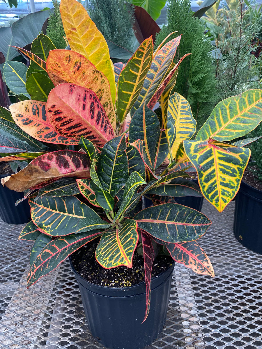 Croton