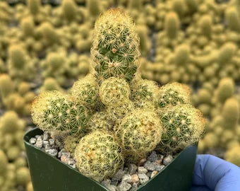 Lady Finger Cactus