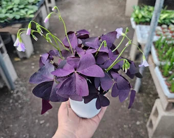 Oxalis Triangularis 4''