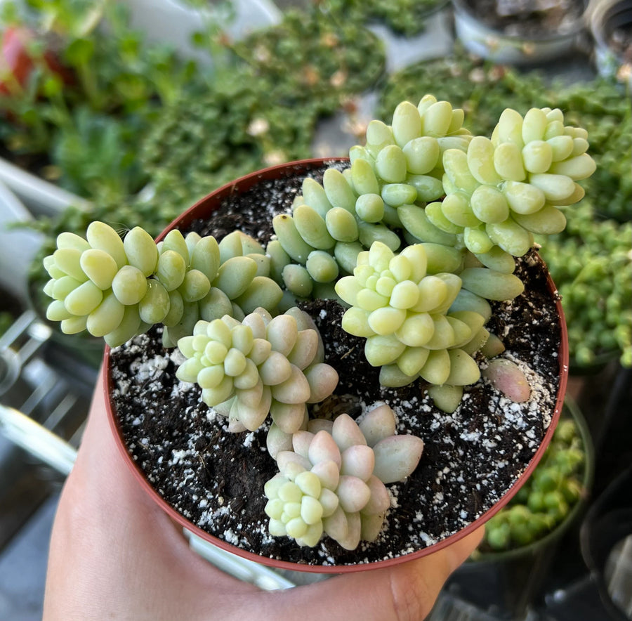 Donkey Tail Sedum