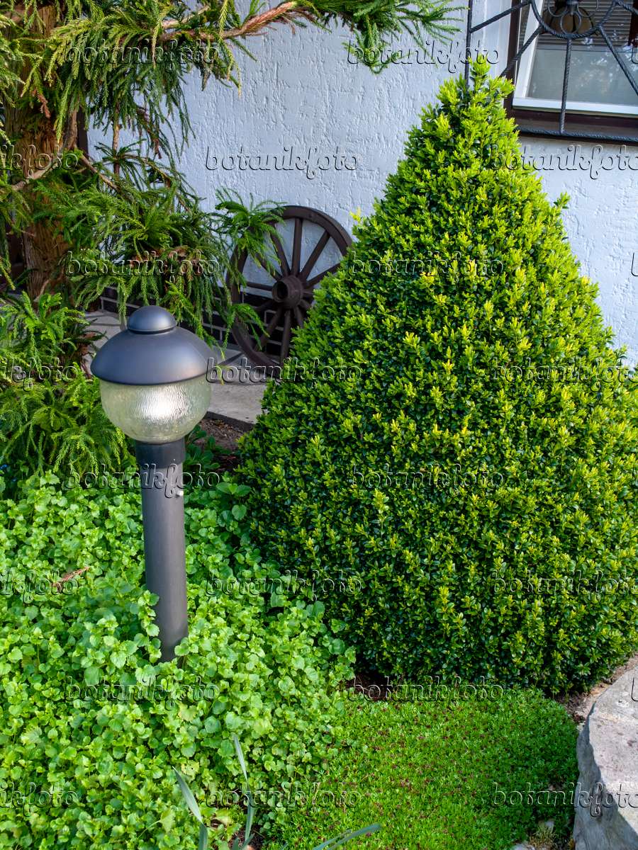 Cone Shape Boxwood