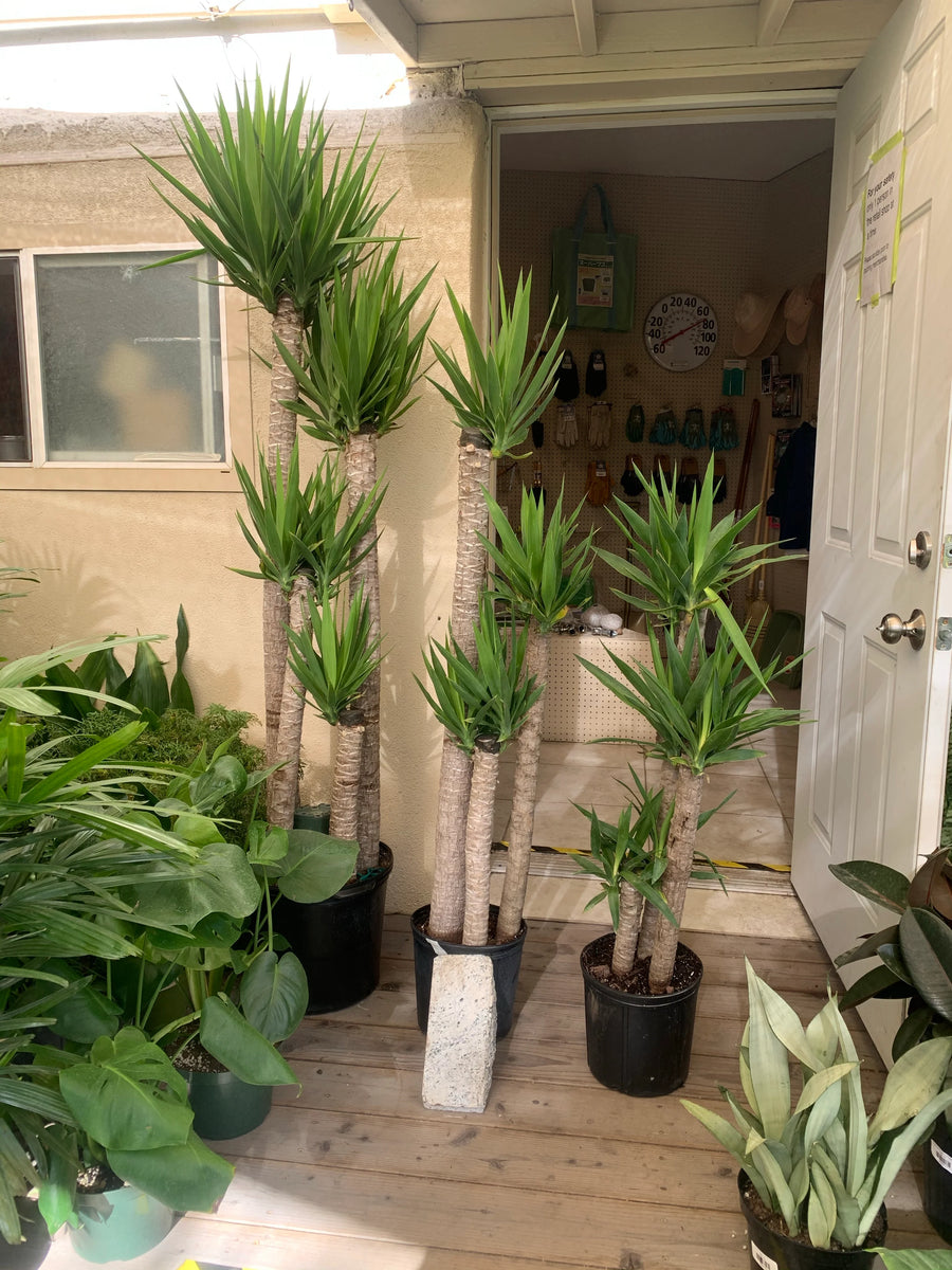 Yucca Palm