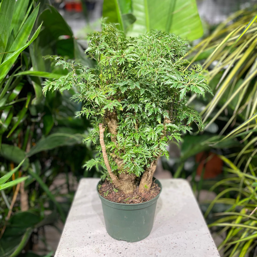 polyscias indoor plant Ming Aralia – Fragrance Plants and Flowers