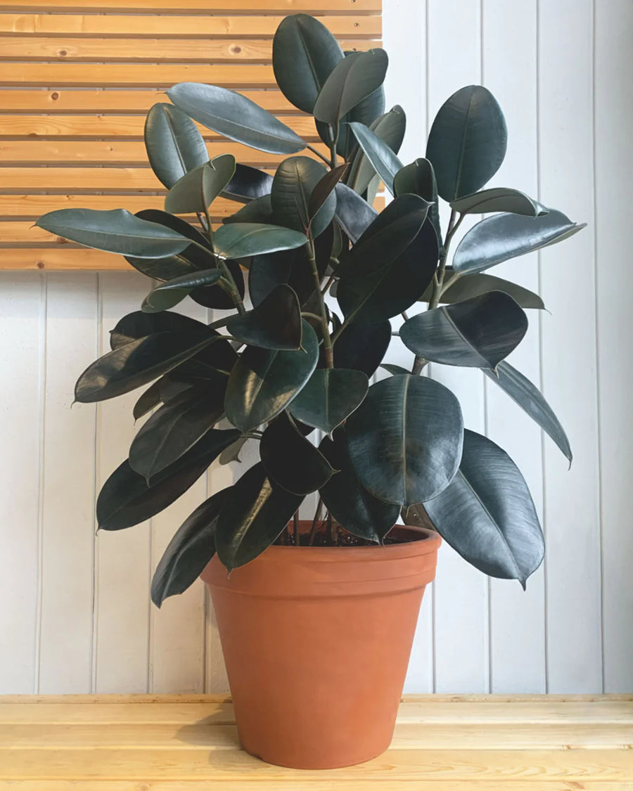 rubber tree smell Rubber Tree – Fragrance Plants and Flowers